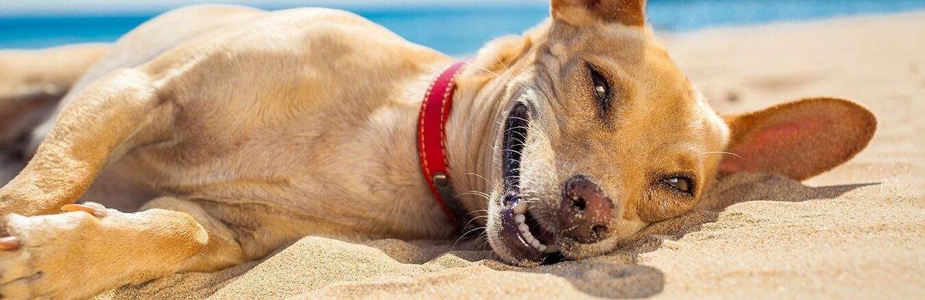  ������� ���� �������� ������� ������ ������ 