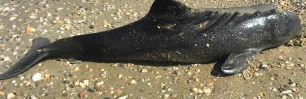  ������� �������� ���� �����㳿 �������� ������� ���� ������� 