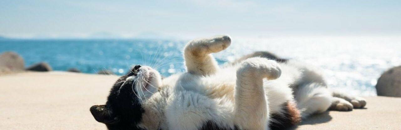  ������ ���� ��� ���� ������ �������� 