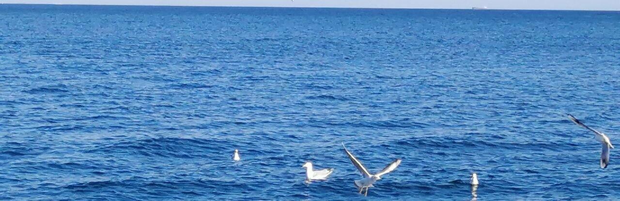  ������ ���� ���� ������� ����������� �������� ���� 