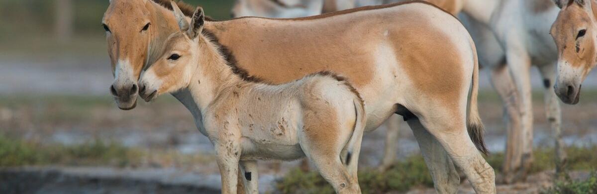  ������� ��������� ���������� ����� 