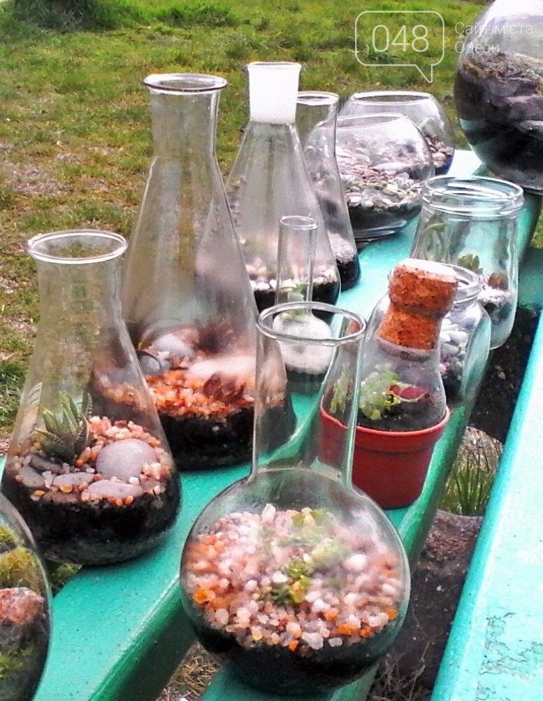 Как сделать удивительный «бутылочный сад» своими руками: опыт одесситки (ФОТО) (фото) - фото 12