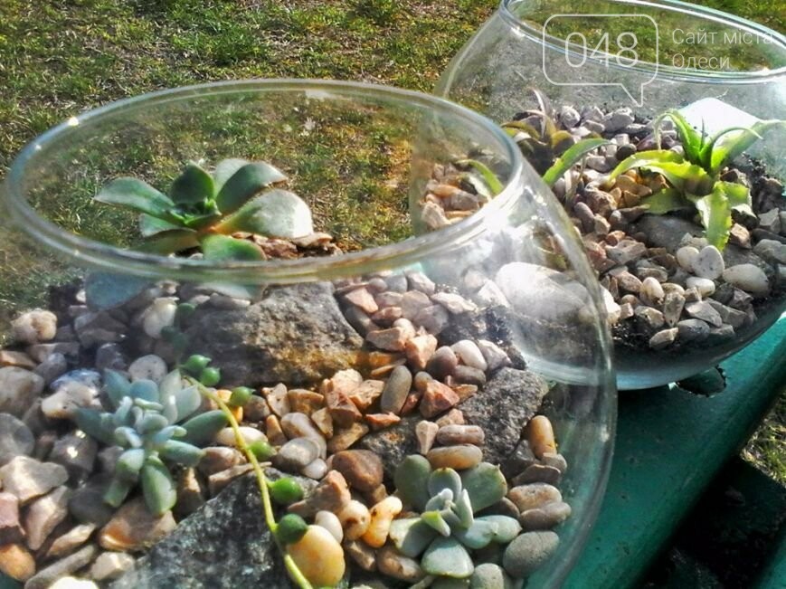 Как сделать удивительный «бутылочный сад» своими руками: опыт одесситки (ФОТО) (фото) - фото 9
