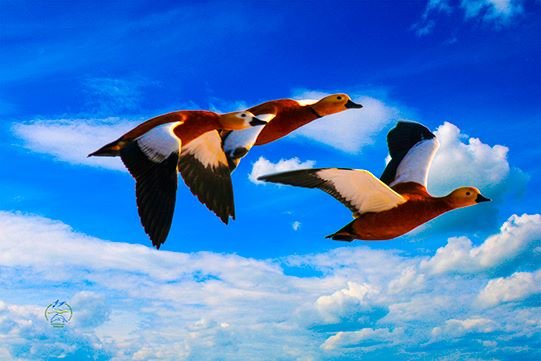  �������� ������� ��������� ������ ���� ��������� ������� ���� 