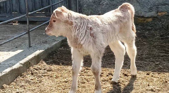  ���� �������� �������� ���������� ���� 