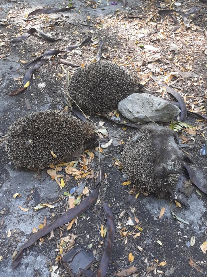  �������� ����� ���������� ������� ���� ���� 