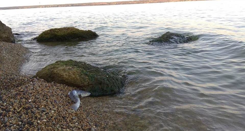  �������� ���������� ������� ������ ���� �������� ������� 