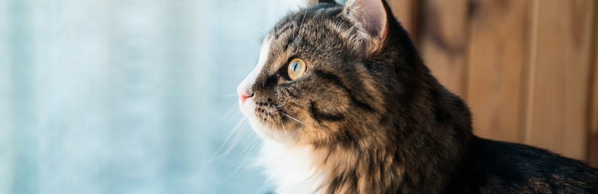  ������ ���������� ���������� ������� �������� �������� ����� ����� 