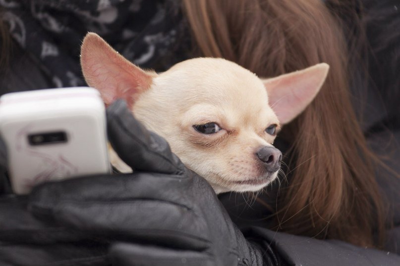 Одессит подарит iPhone тому, кто найдет его собаку (Фото) (фото) - фото 3