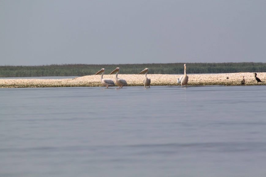 пундик-пеликаны пундик-пеликаны