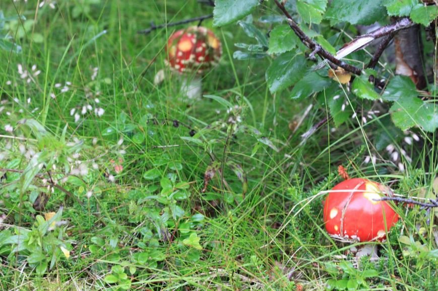 пундик-мухоморы пундик-мухоморы