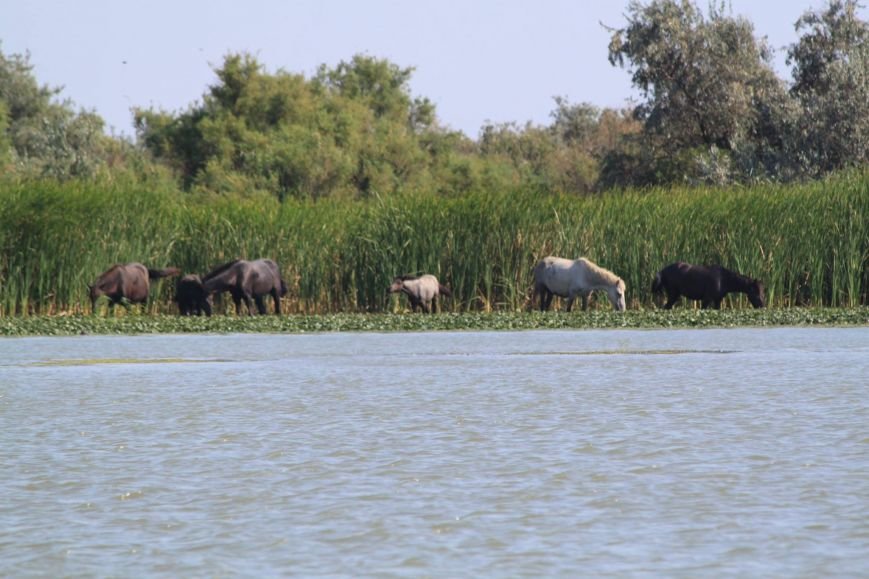 пундик-мустанги пундик-мустанги