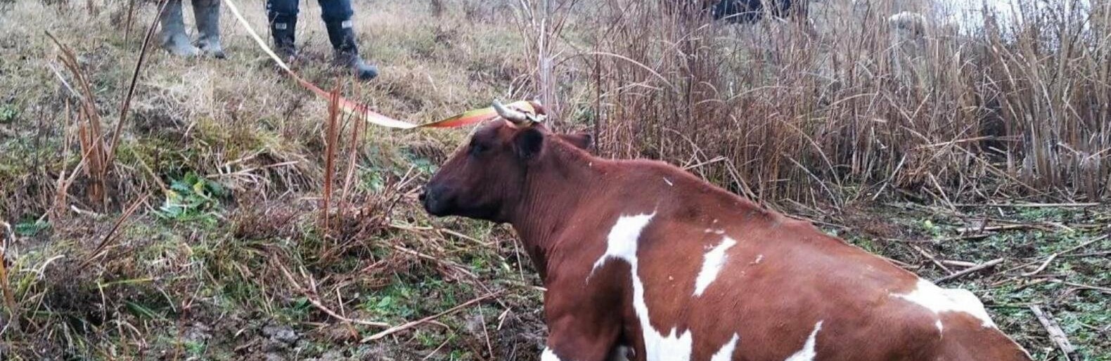 На Одещині рятували корову, яка застрягла у болоті