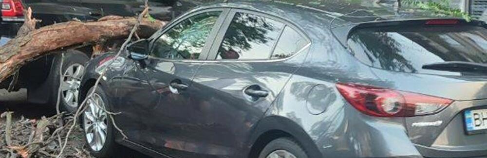 В Одесі величезна гілка з дерева побила автомобіль, - ФОТО 