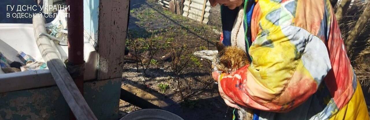 В Одеській області на пожежі врятували кота, - ФОТО, ВІДЕО