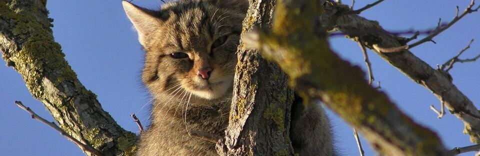 В Одеській області виявили червонокнижного лісового кота, - ФОТО