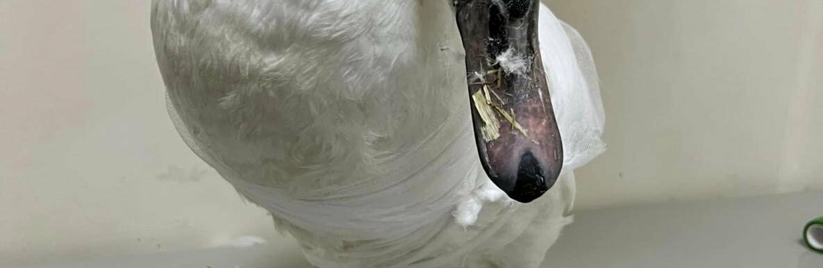 Одеські лебеді, яким підрізали крила, знайшли новий дім