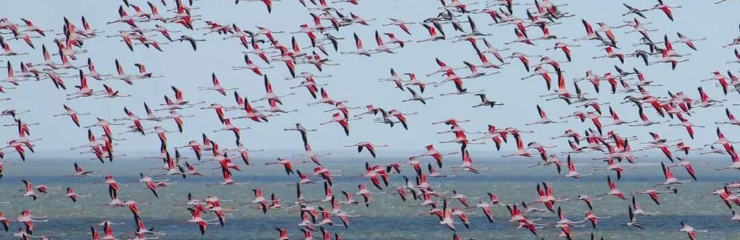 На Одещину прилетіло понад тисячу рожевих фламінго, - ФОТО 