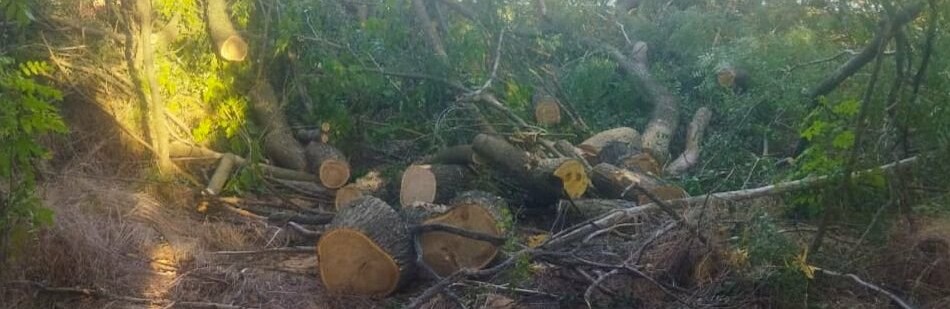 Готувалися до опалювального сезону: на Одещині чоловіки знищили дерева