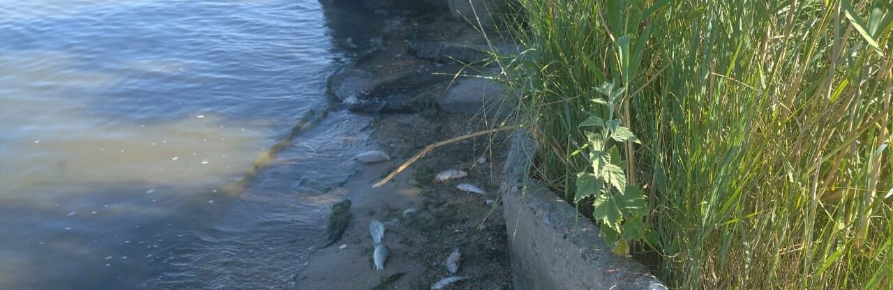 У Дністровському лимані на Одещині виявили масову загибель риби, - ФОТО