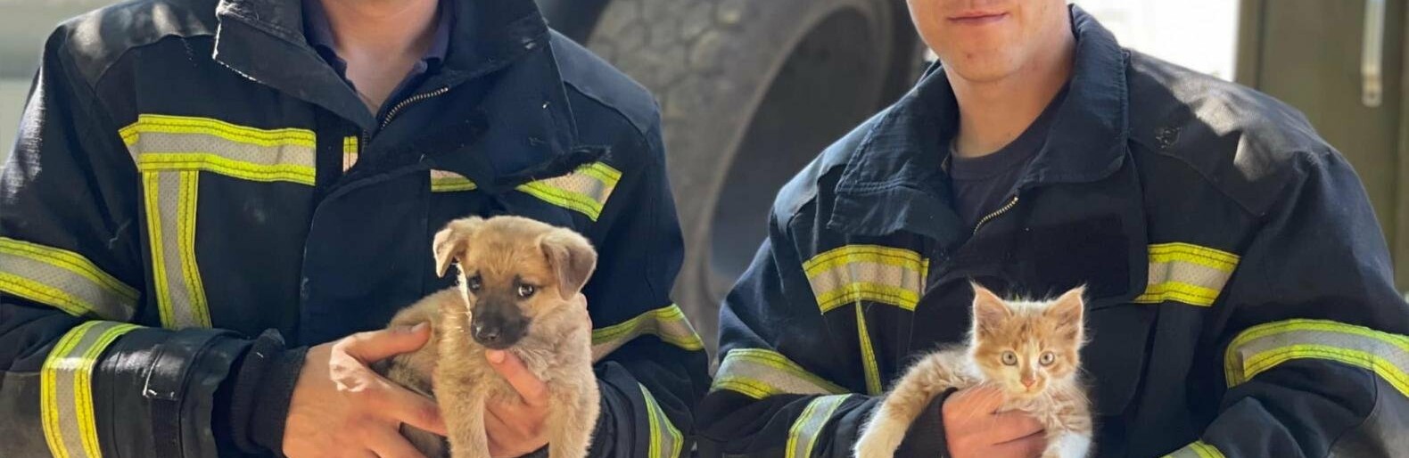 Врятоване після ракетного удару по Одещині цуценя шукає сім'ю, - ФОТО