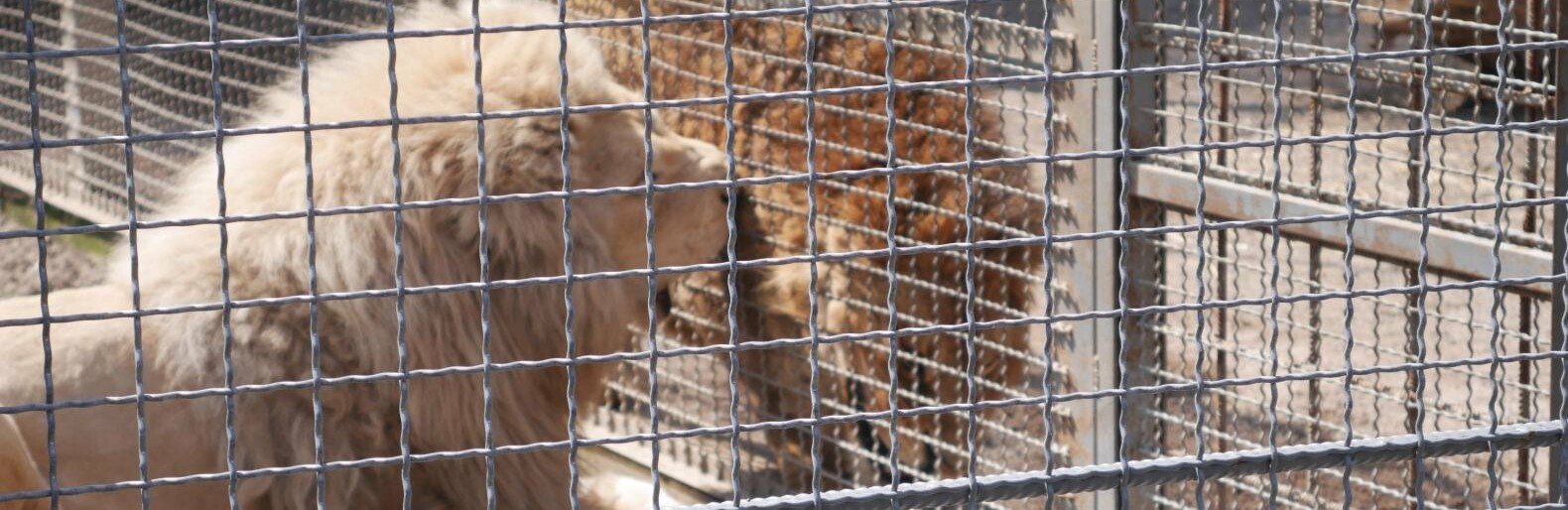 Рік після евакуації з Харкова: білі леви в Одеському зоопарку отримали подарунки, - ФОТО