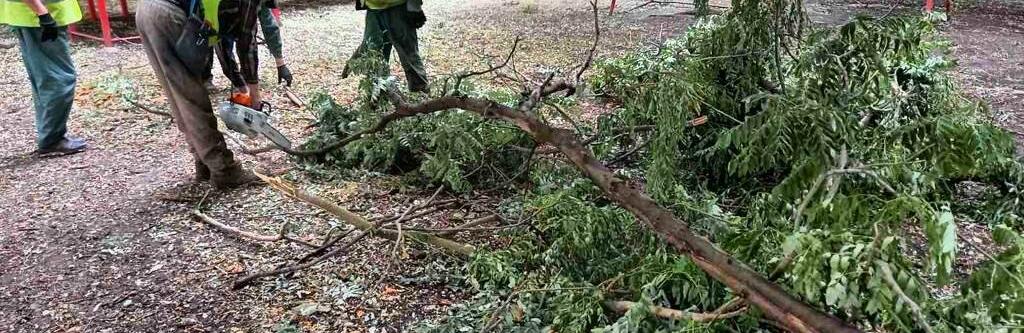 В Одесі сильний вітер повалив більше 70 дерев