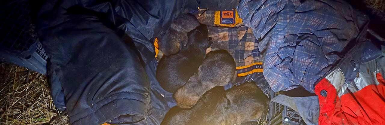 У Чорноморську врятували п'ятьох цуценят, які опинилися в котловані, - ФОТО