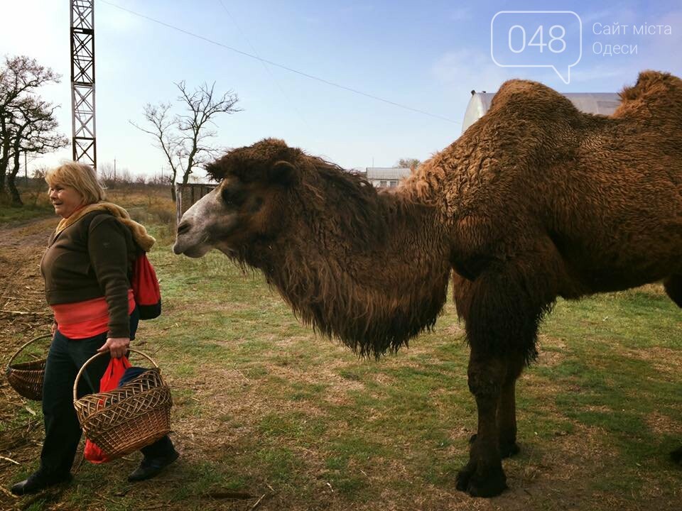 Проверено на себе: Как одесситы на Кинбурнской косе грибы..., фото-20 Проверено на себе: Как одесситы на Кинбурнской косе грибы искали (ФОТО), фото-20