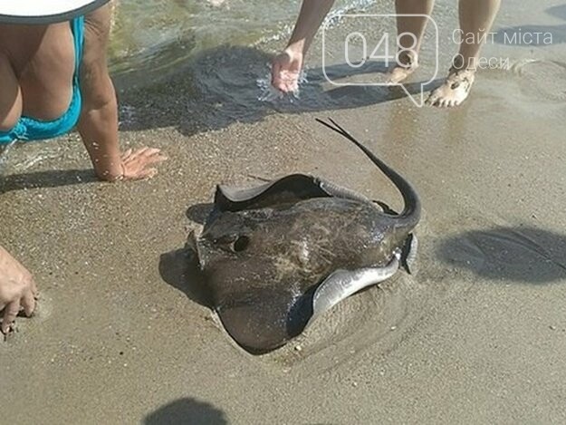 Скаты Черного Моря Фото