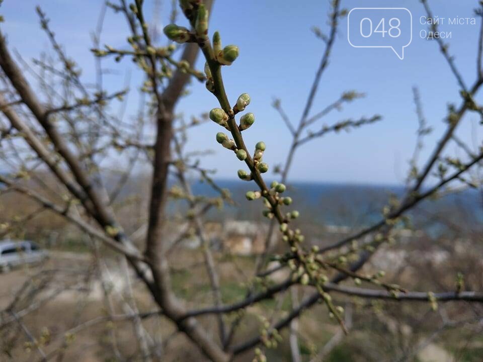 Фото: 048.ua