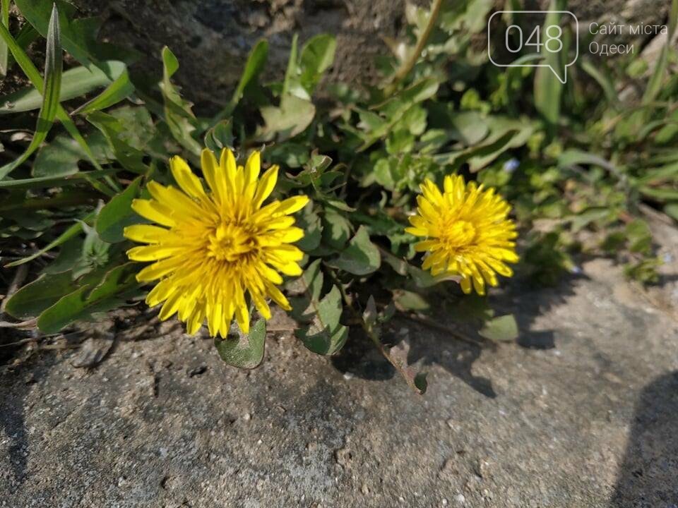 Фото: 048.ua