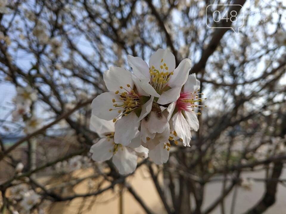Фото: 048.ua