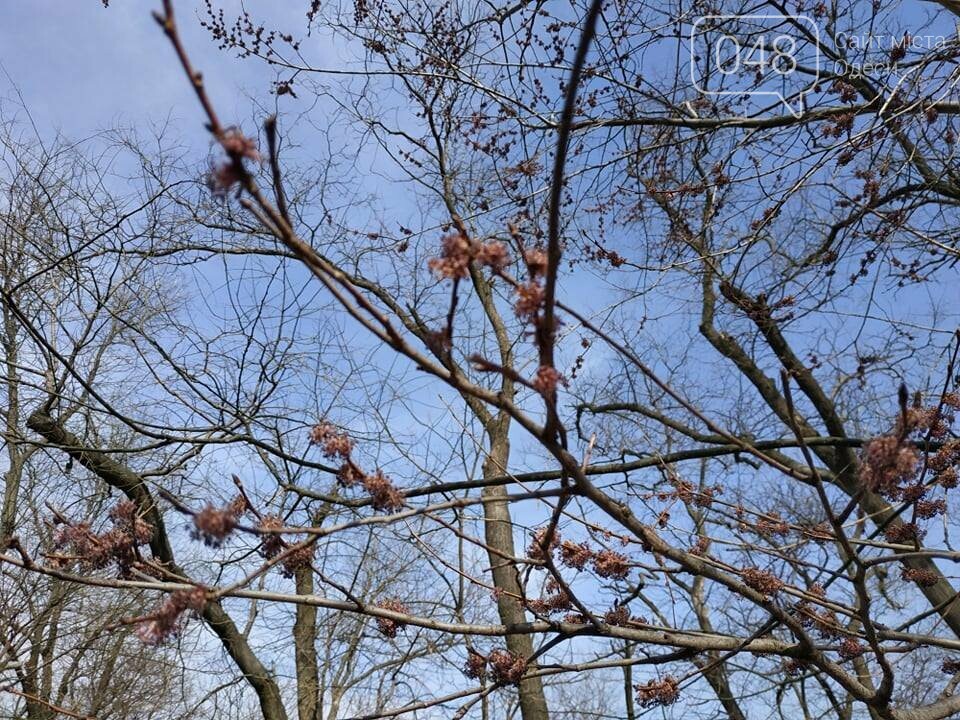 Фото: 048.ua