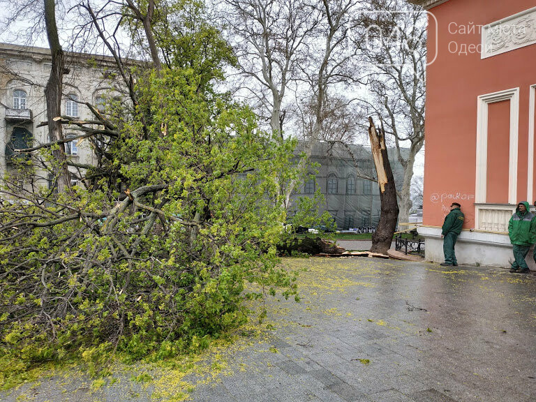 Корреспонден 048. Александр Жирносенко, Рухнувшее дерево возле одесской мэрии Рухнувшее дерево возле одесской мэрии