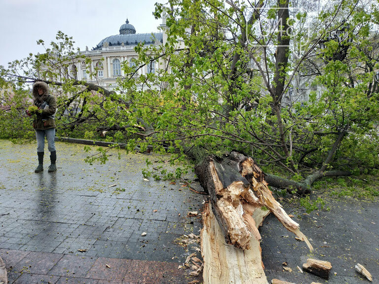 Корреспонден 048. Александр Жирносенко, Рухнувшее дерево возле одесской мэрии Рухнувшее дерево возле одесской мэрии