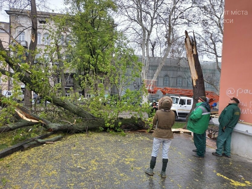 Корреспонден 048. Александр Жирносенко, Рухнувшее дерево возле одесской мэрии Рухнувшее дерево возле одесской мэрии