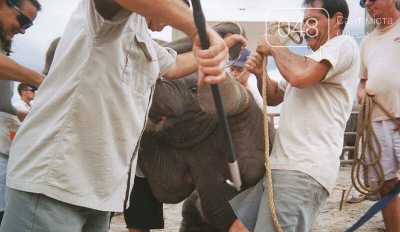 Дрессировка слоненка с помощью острого шипа