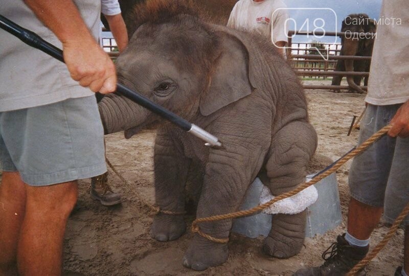 Дрессировка слоненка с помощью острого шипа