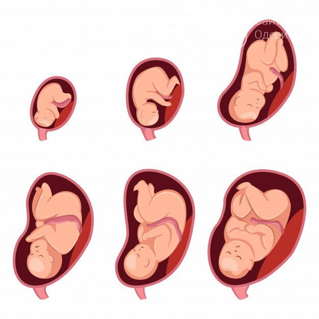 Эмбрион или плод: в каких случаях эти понятия нужно разделять | Новини