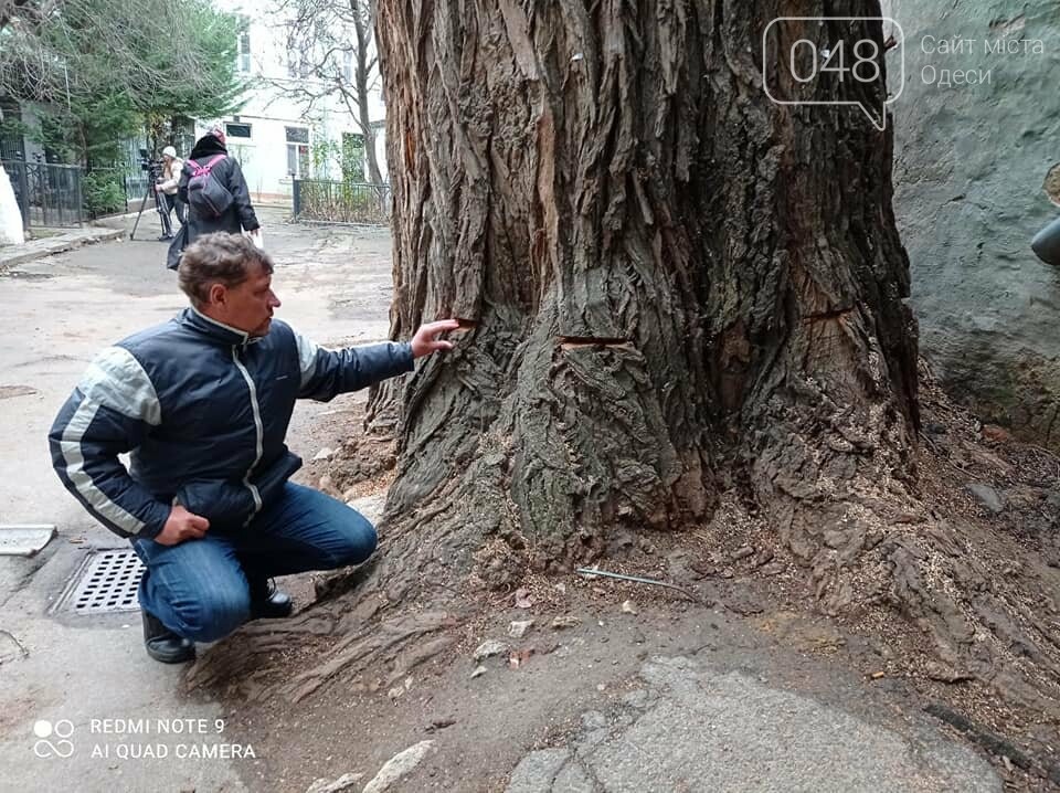 Известный в Одессе тополь продолжают планомерно уничтожать, - ФОТО , фото-1