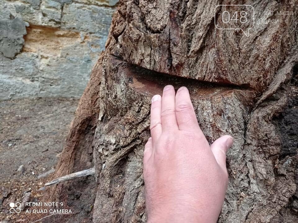 Известный в Одессе тополь продолжают планомерно уничтожать, - ФОТО , фото-2