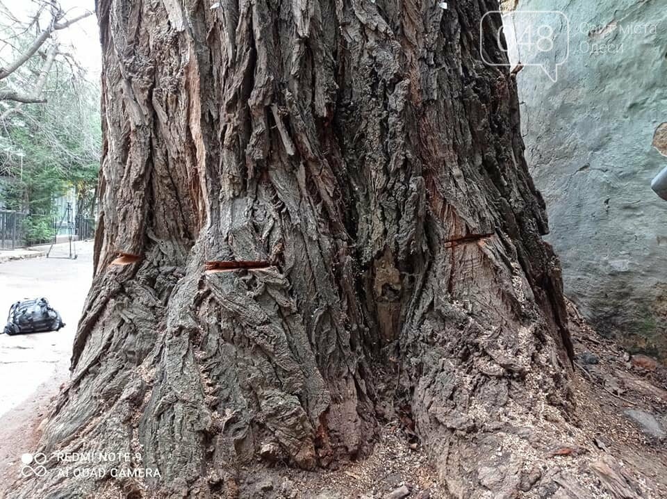 Известный в Одессе тополь продолжают планомерно уничтожать, - ФОТО , фото-3