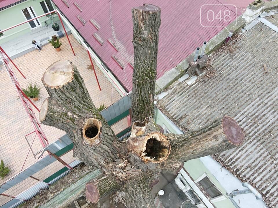 Известный в Одессе тополь продолжают планомерно уничтожать, - ФОТО , фото-4
