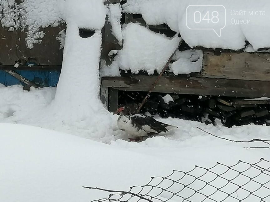 Сугробы выше крыши: жители Одесской области откапываются,-..., фото-6 Сугробы выше крыши: жители Одесской области откапываются,- ФОТОРЕПОРТАЖ, фото-6