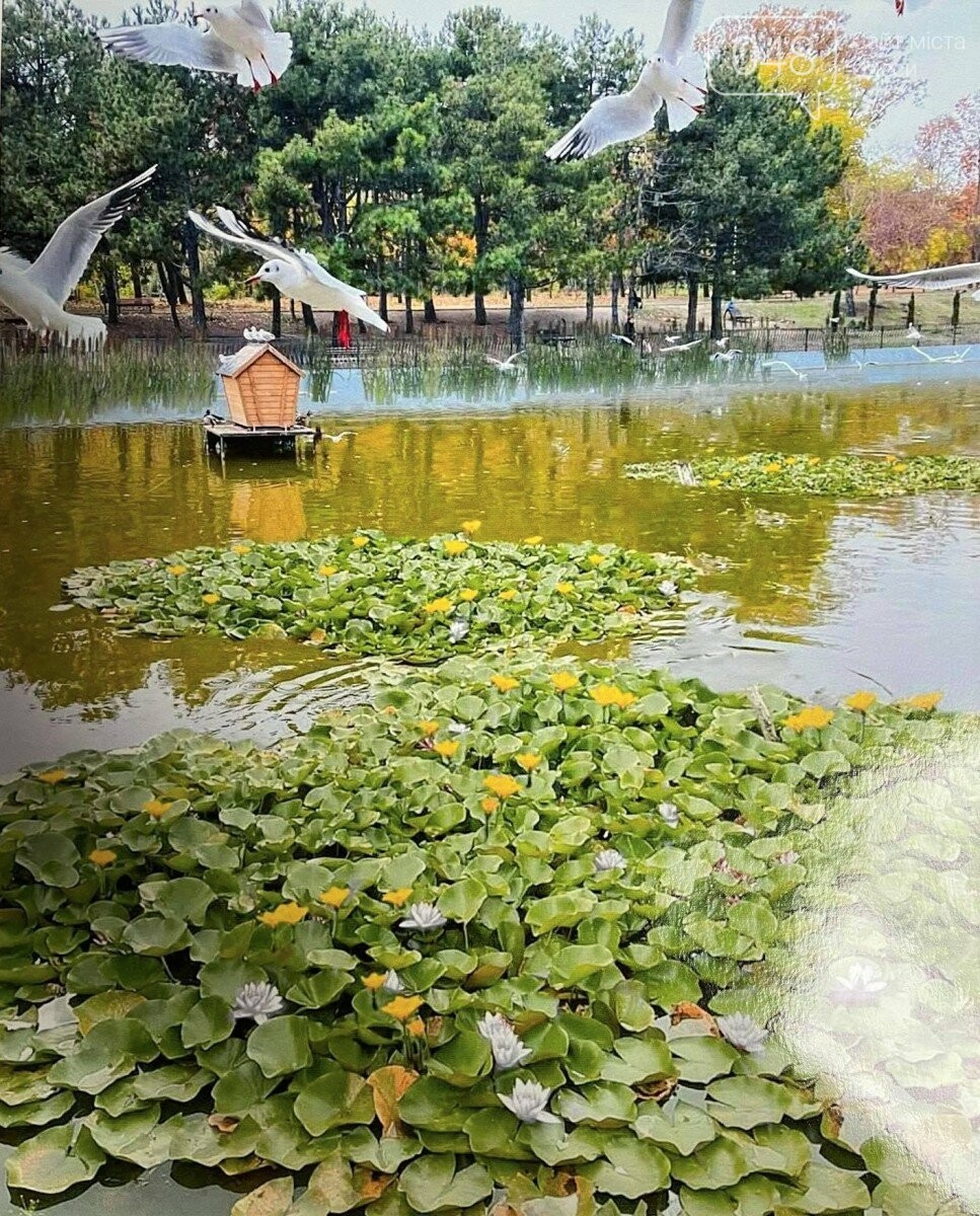 В Одессе на пруду в парке Победы расцветут кувшинки,- ФОТО, фото-4
