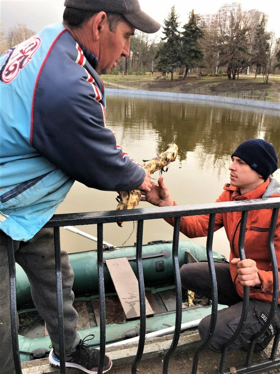 В Одессе на пруду в парке Победы расцветут кувшинки,- ФОТО, фото-2