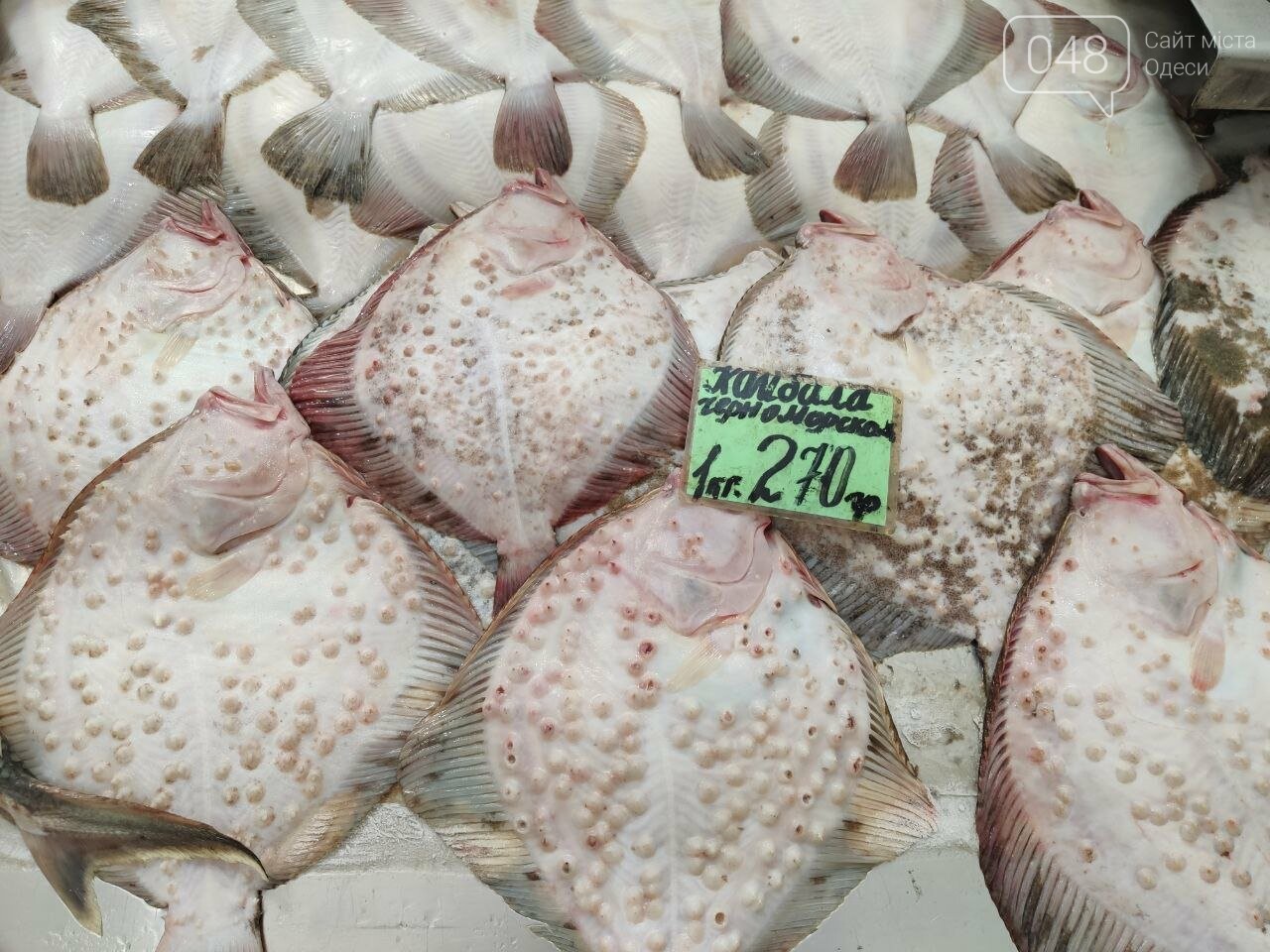 Осетр, мидии, хамса: рыбный четверг на одесском Привозе, - ФОТО, фото-1