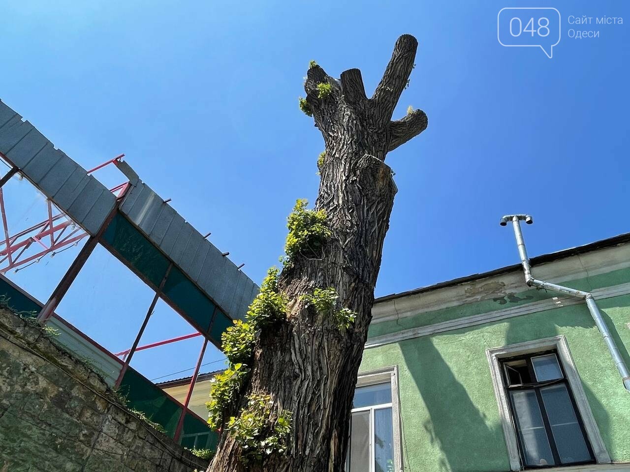 Пушкинский тополь в Одессе пустил побеги,- ФОТО, фото-5