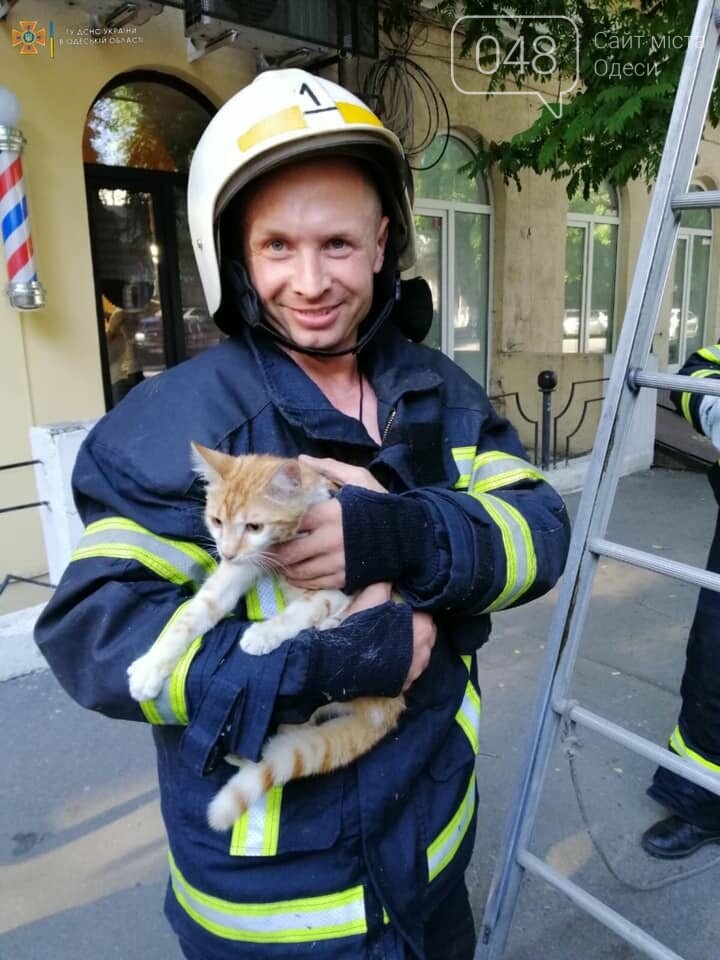Одесские спасатели сняли с дерева напуганного кота, - ФОТО, фото-1